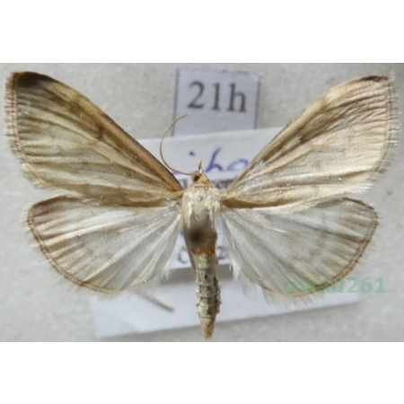 Anania fuscalis (Denis & Schiffermüller, 1775) Czech21h